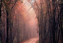 法国女篮:逆境中绽放的王者之风,挺进决赛的史诗之战